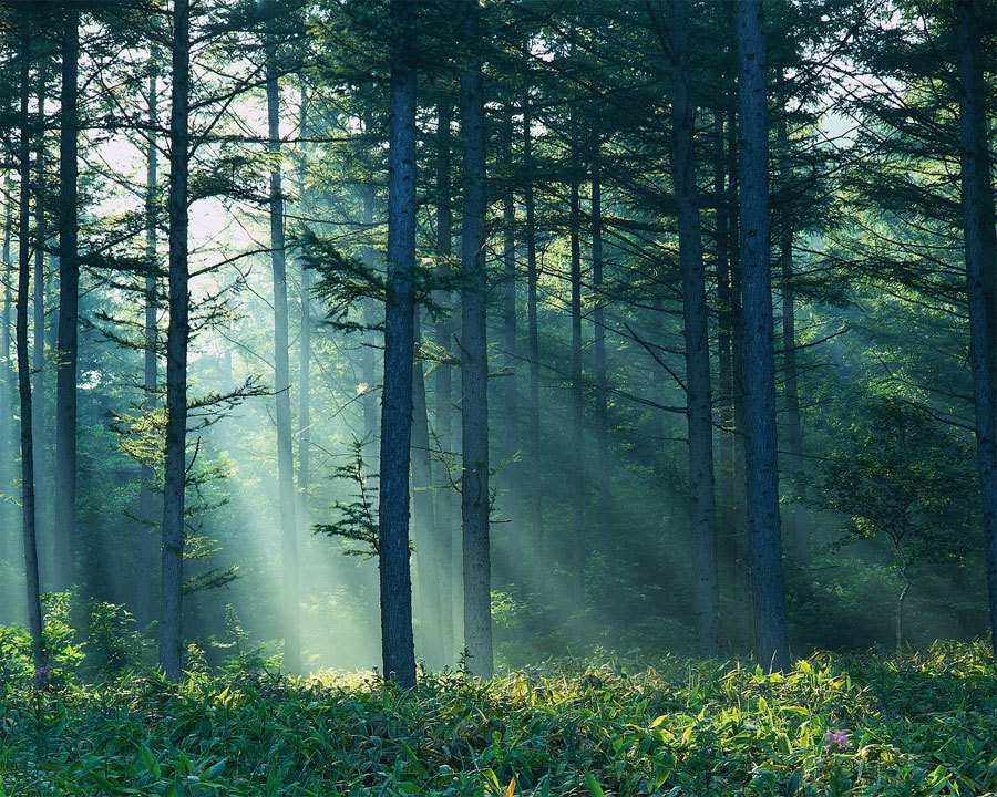 forestlight900 The sun is shining through the trees in a forest.
