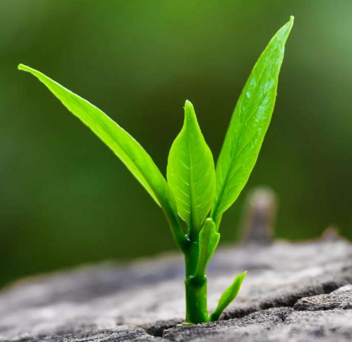 A close up of a plant growing from the ground