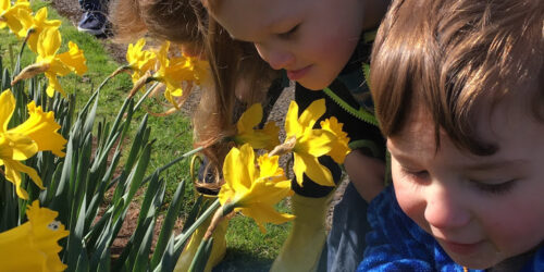 Two children looking at yellow flowers in a field.